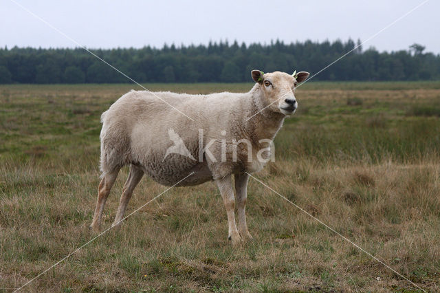 Drents heideschaap (Ovis domesticus)