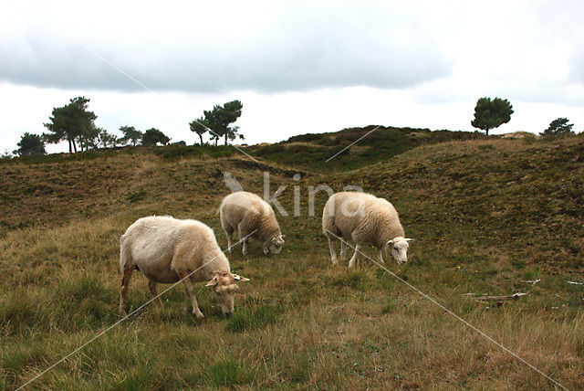 Drents heideschaap (Ovis domesticus)