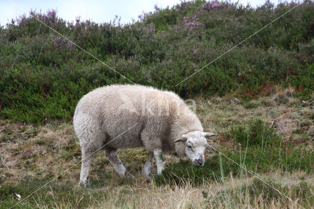 Drents heideschaap (Ovis domesticus)