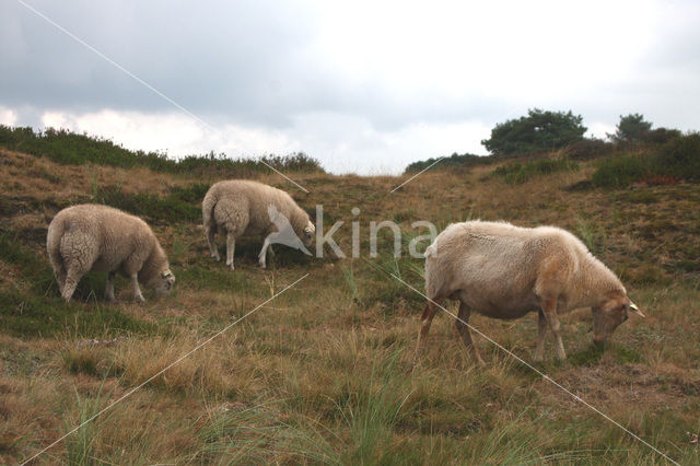 Drents heideschaap (Ovis domesticus)