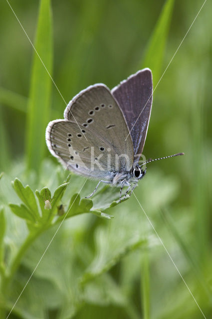 Dwergblauwtje (Cupido minimus)