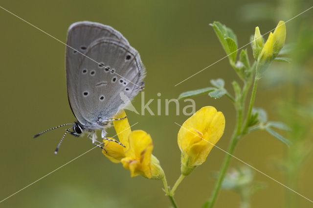 Dwergblauwtje (Cupido minimus)