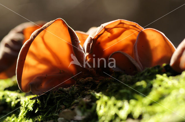 Jew’s Ear (Hirneola auricula-judae)