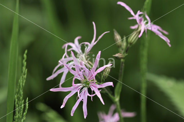 Echte koekoeksbloem (Lychnis flos-cuculi)