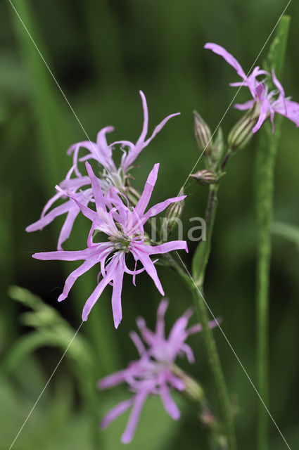 Ragged-Robin (Lychnis flos-cuculi)