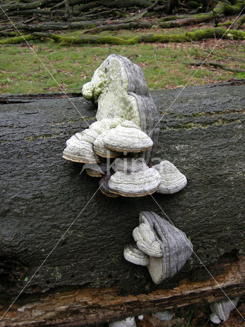 Echte tonderzwam (Fomes fomentarius)