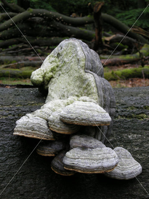 Echte tonderzwam (Fomes fomentarius)