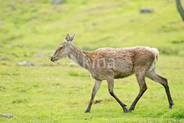 Red Deer (Cervus elaphus)
