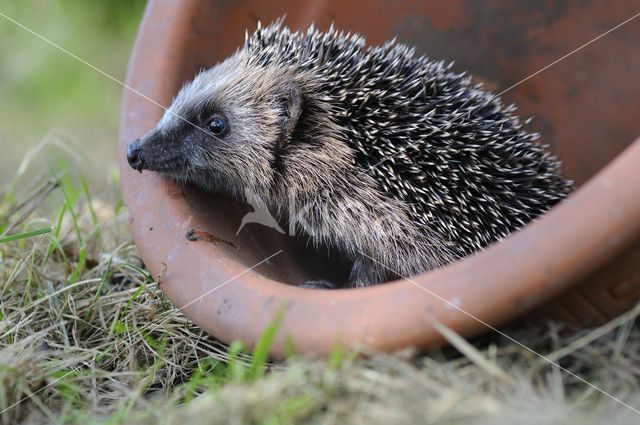 Hedgehog (Erinaceus europaeus)