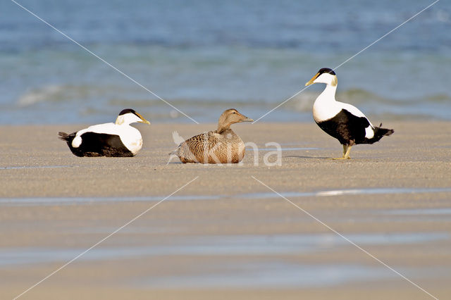 Eider (Somateria mollissima)