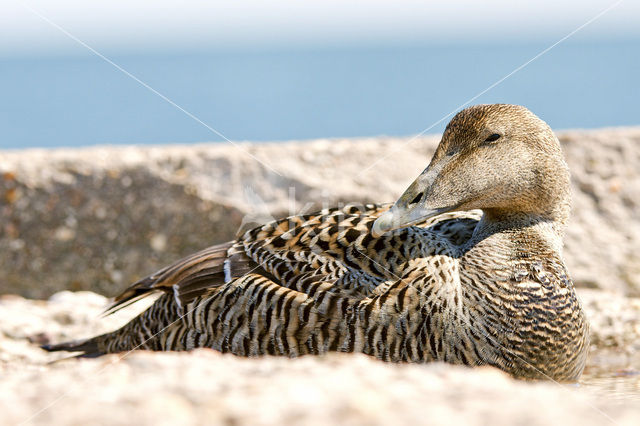 Eider (Somateria mollissima)