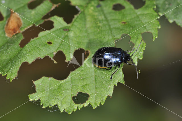 Elzenhaantje (Agelastica alni)