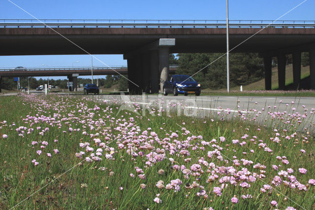 Engels gras (Armeria maritima)