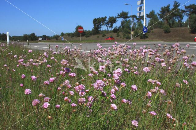 Thrift seapink (Armeria maritima)