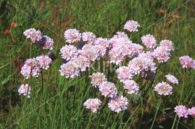 Engels gras (Armeria maritima)