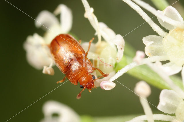 Epuraea pallescens