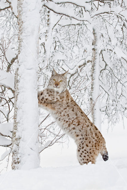 Euraziatische lynx (Lynx lynx)