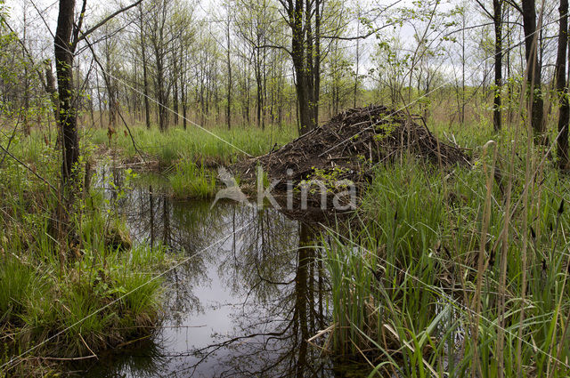 Eurasian beaver (Castor fiber)