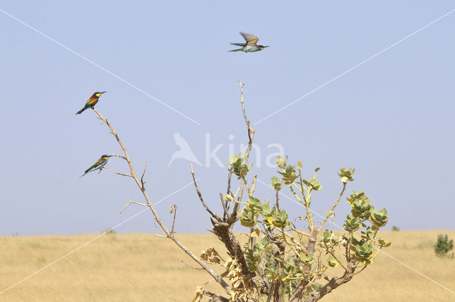 European Bee-eater (Merops apiaster)