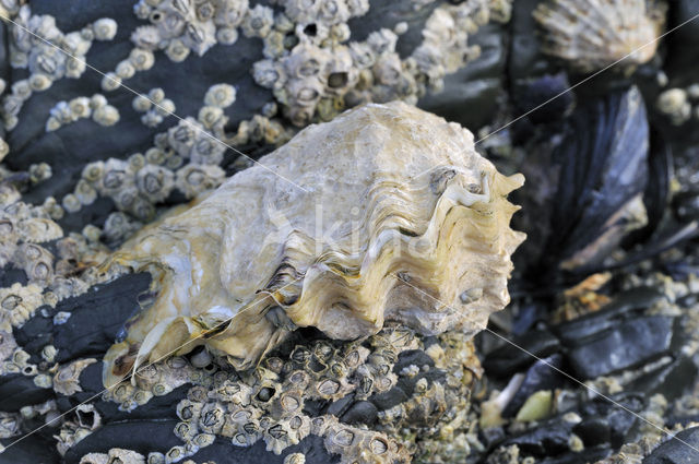 Europese platte oester (Ostrea edulis)