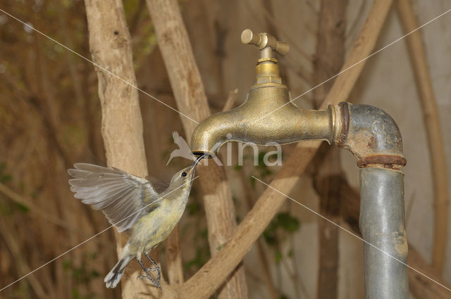 Beautiful Sunbird (Nectarinia pulchella)