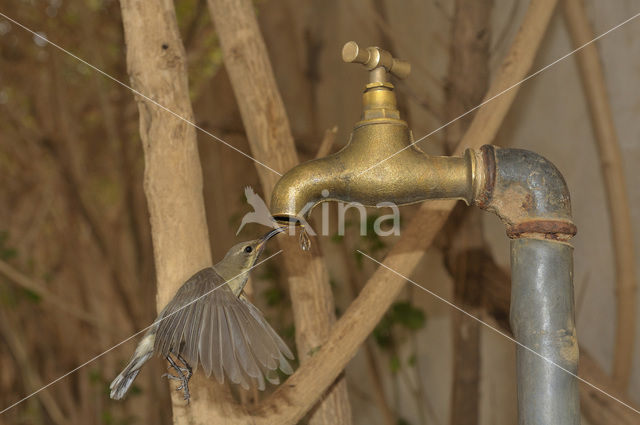 Beautiful Sunbird (Nectarinia pulchella)