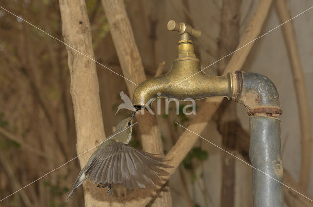 Beautiful Sunbird (Nectarinia pulchella)