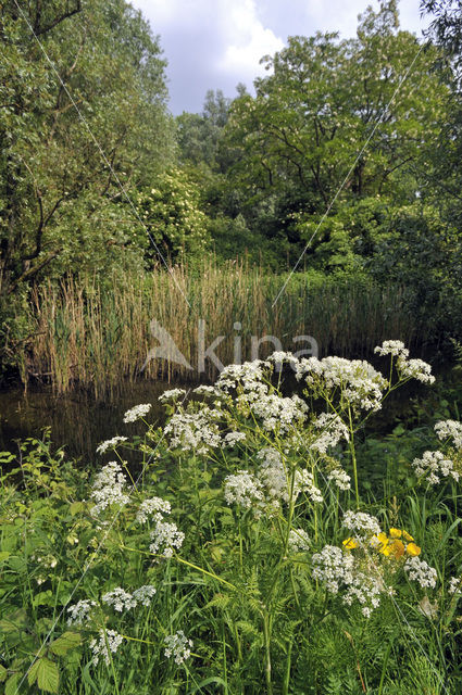 Fluitekruid (Anthriscus sylvestris)