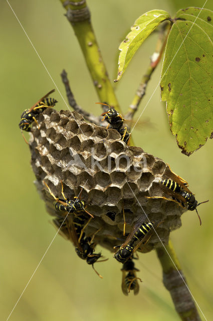 Franse Veldwesp (Polistes dominulus)