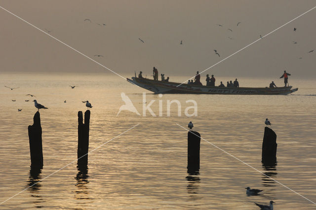 Gambia