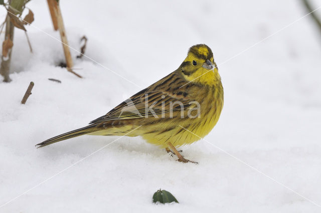 Yellowhammer (Emberiza citrinella)