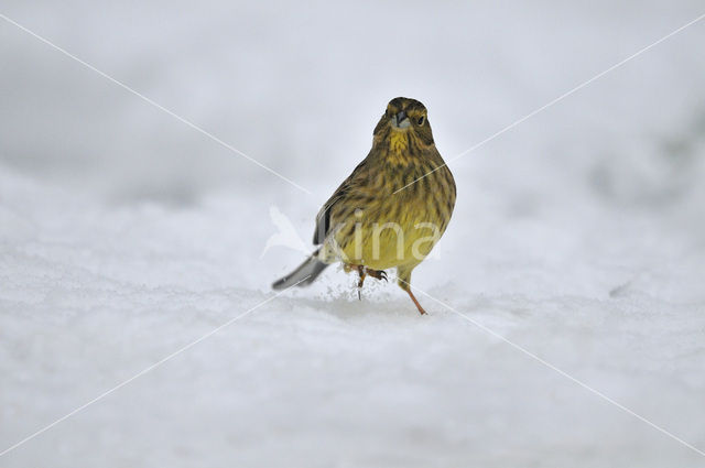 Yellowhammer (Emberiza citrinella)