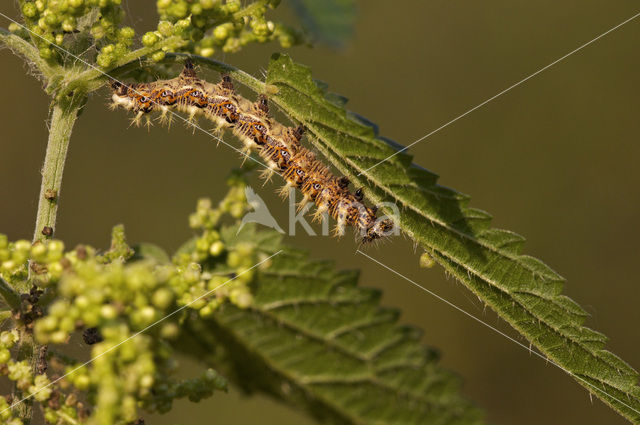 Comma (Polygonia c-album)