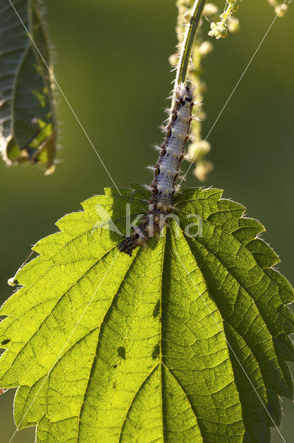 Comma (Polygonia c-album)