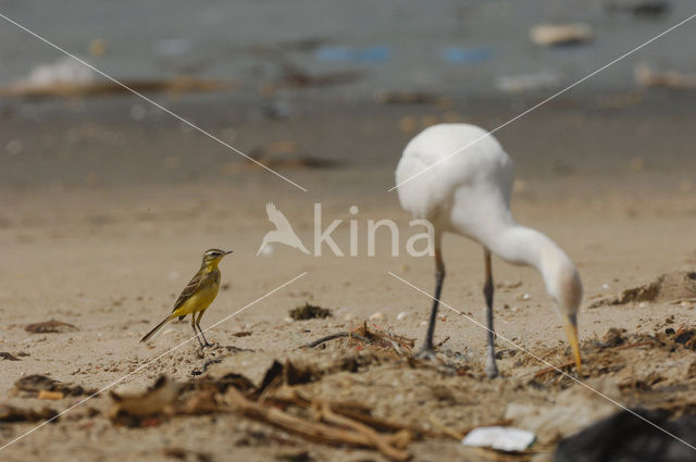 Gele Kwikstaart (Motacilla flava)