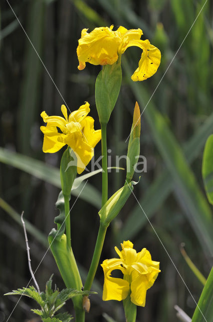 Gele lis (Iris pseudacorus)