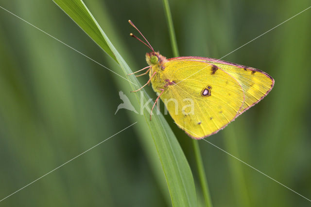 Pale Clouded Yellow (Colias hyale)