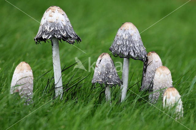 Geschubde inktzwam (Coprinus comatus)