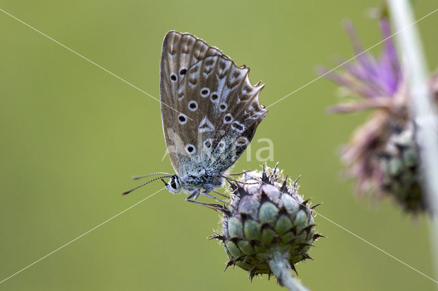 Getand blauwtje (Polyommatus daphnis)
