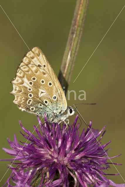Getand blauwtje (Polyommatus daphnis)