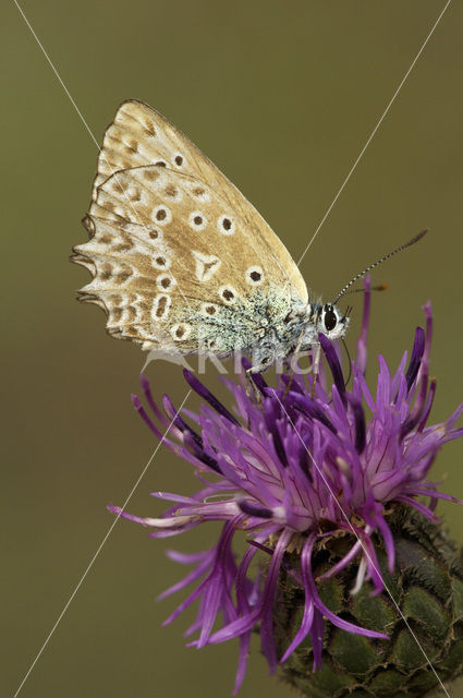 Getand blauwtje (Polyommatus daphnis)