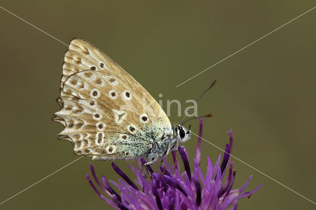 Getand blauwtje (Polyommatus daphnis)
