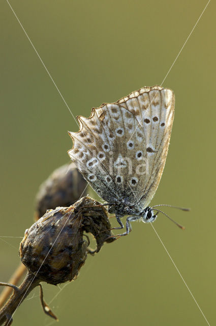 Polyommatus daphnis