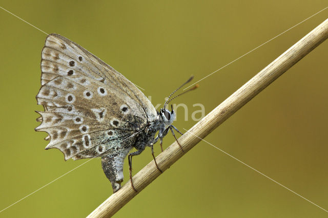 Getand blauwtje (Polyommatus daphnis)