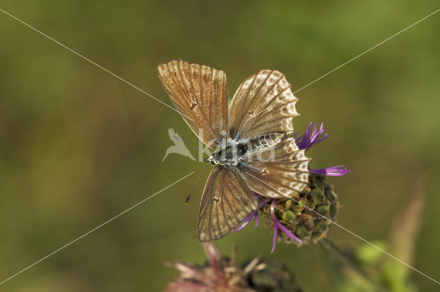 Getand blauwtje (Polyommatus daphnis)