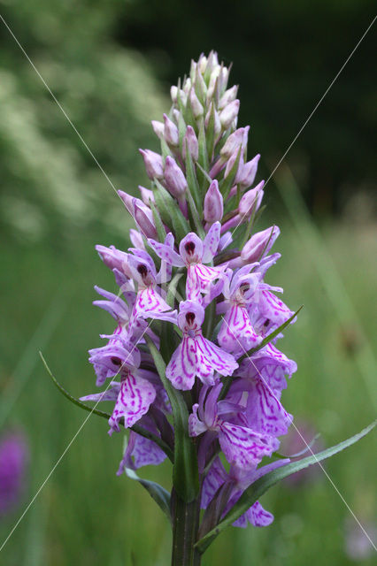 Gevlekte orchis (Dactylorhiza maculata)