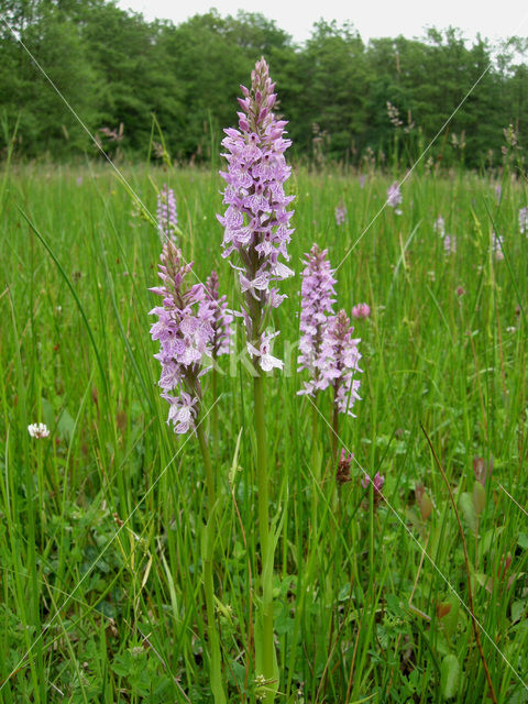 Spotted orchid (Dactylorhiza maculata)