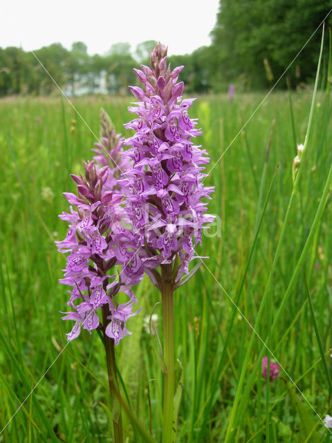 Gevlekte orchis (Dactylorhiza maculata)