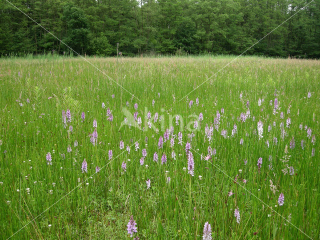 Gevlekte orchis (Dactylorhiza maculata)