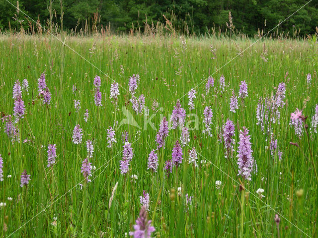 Gevlekte orchis (Dactylorhiza maculata)